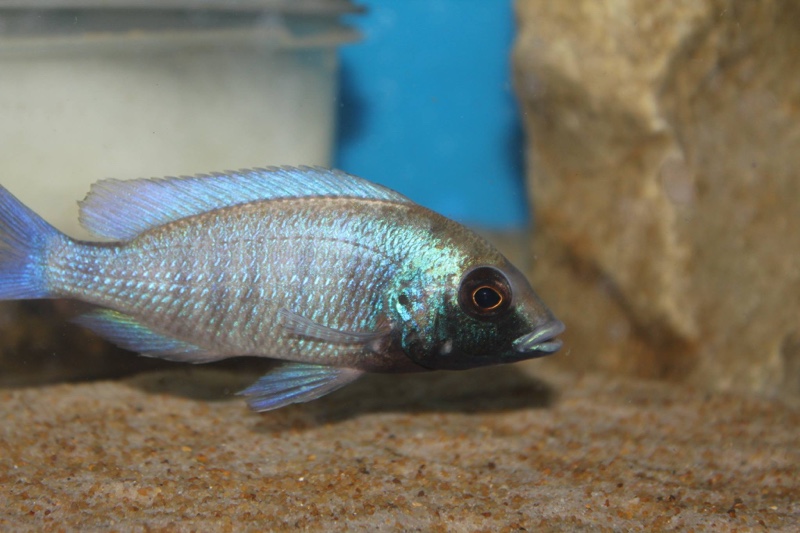 Placidochromis sp. 'phenochilus gissel' Chiofu